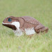 Wildcrete Cane Toad